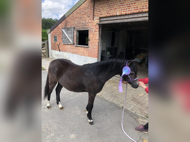 Welsh A (Mountain Pony) Mare 3 years 11,1 hh Gray in Stekene