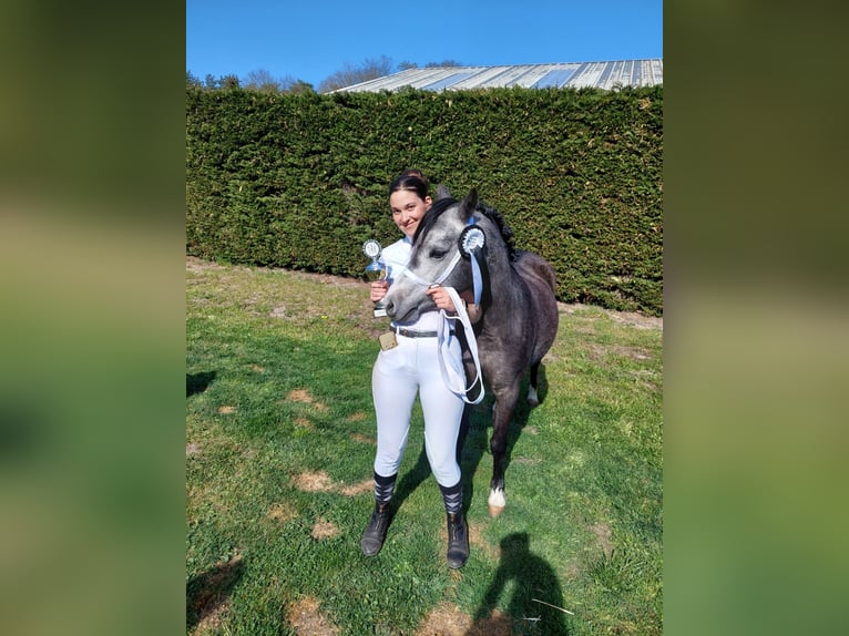 Welsh A (Mountain Pony) Mare 3 years 11,1 hh Gray in Stekene
