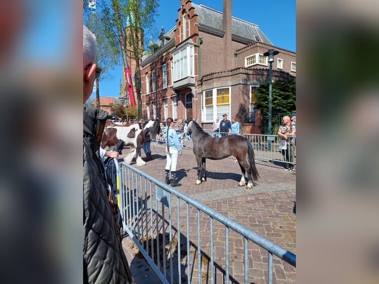 Welsh A (Mountain Pony) Mare 3 years 11,1 hh Gray in Stekene