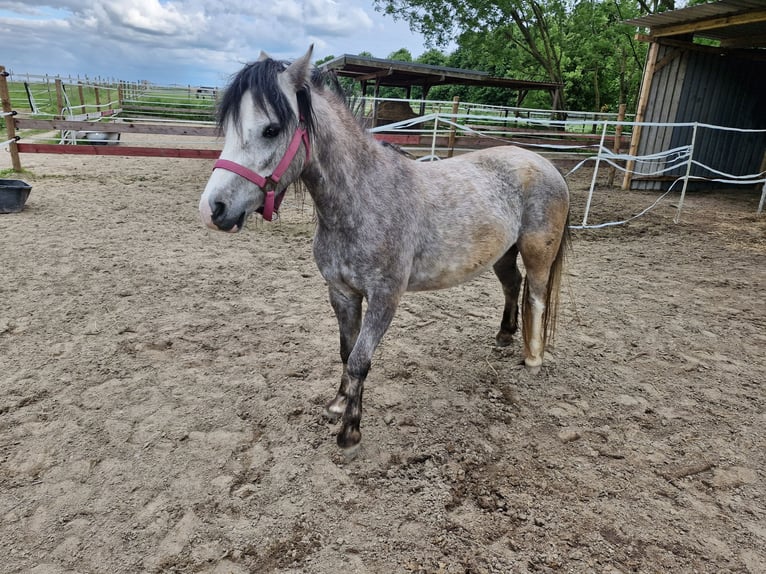Welsh A (Mountain Pony) Mare 3 years 11,1 hh in Willich