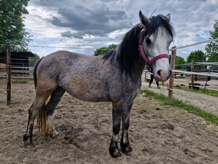 Welsh A (Mountain Pony) Mare 3 years 11,1 hh in Willich