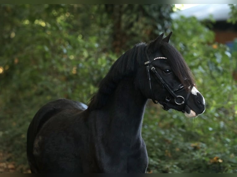 Welsh A (Mountain Pony) Mare 3 years 11,2 hh Black in Aalten