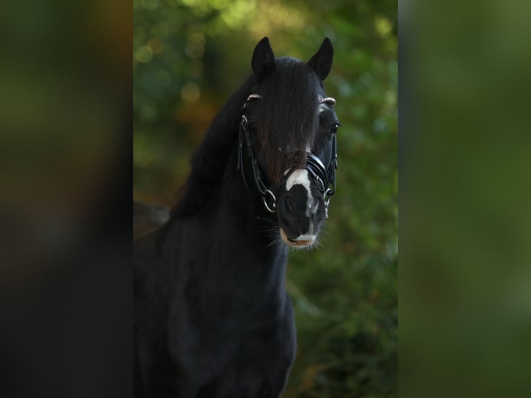 Welsh A (Mountain Pony) Mare 3 years 11,2 hh Black in Aalten