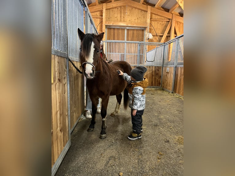 Welsh A (Mountain Pony) Mare 3 years 11,2 hh Chestnut in Nauders