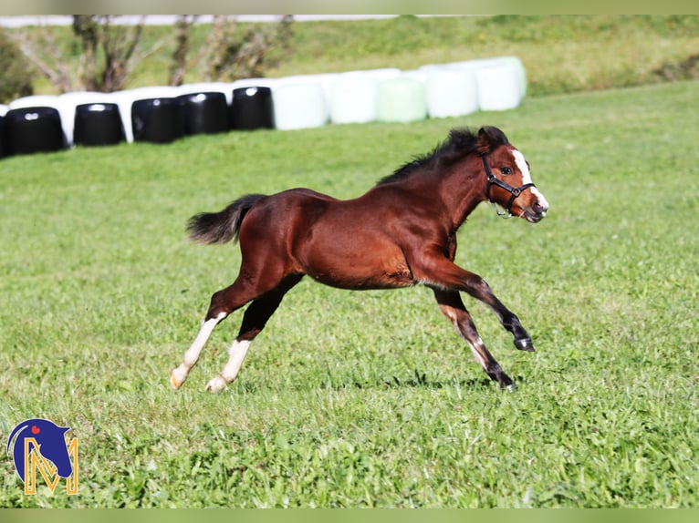 Welsh A (Mountain Pony) Mare 3 years 11,2 hh Chestnut in Nauders