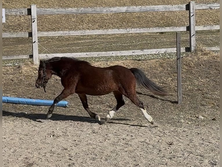Welsh A (Mountain Pony) Mare 3 years 11,2 hh Chestnut in Nauders