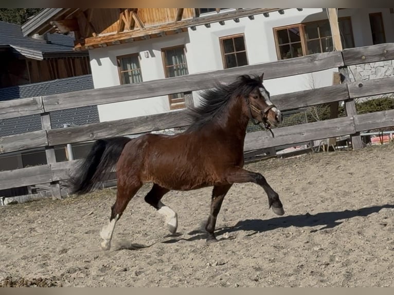 Welsh A (Mountain Pony) Mare 3 years 11,2 hh Chestnut in Nauders