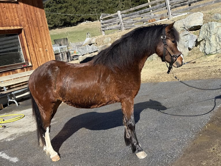 Welsh A (Mountain Pony) Mare 3 years 11,2 hh Chestnut in Nauders