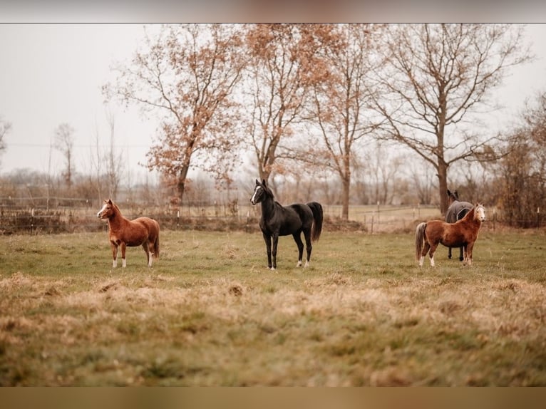 Welsh A (Mountain Pony) Mare 3 years 11,2 hh Chestnut-Red in Neumünster