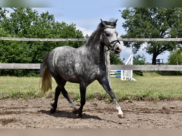 Welsh A (Mountain Pony) Mix Mare 3 years 11,2 hh Gray-Dapple in G&#xF6;ttin