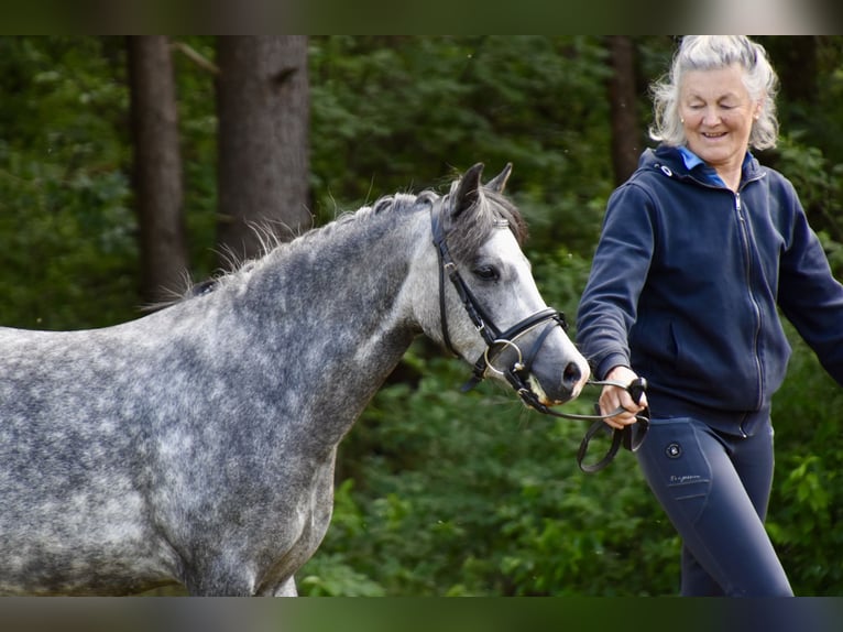 Welsh A (Mountain Pony) Mix Mare 3 years 11,2 hh Gray-Dapple in G&#xF6;ttin