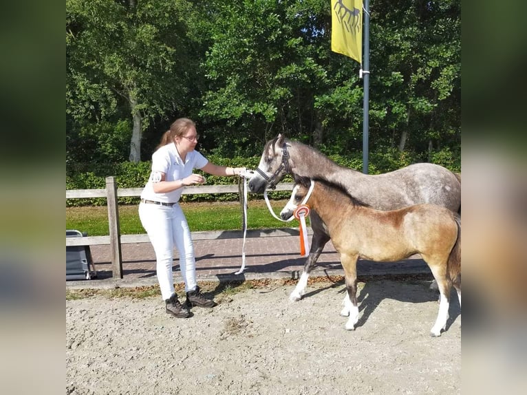 Welsh A (Mountain Pony) Mare 3 years 11,2 hh Gray in Ruinerwold