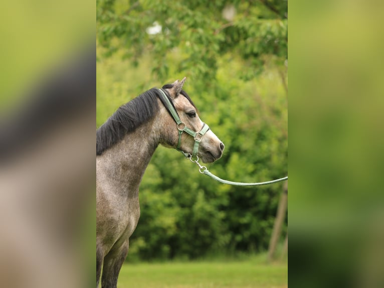 Welsh A (Mountain Pony) Mare 3 years 11,2 hh Gray in Ruinerwold