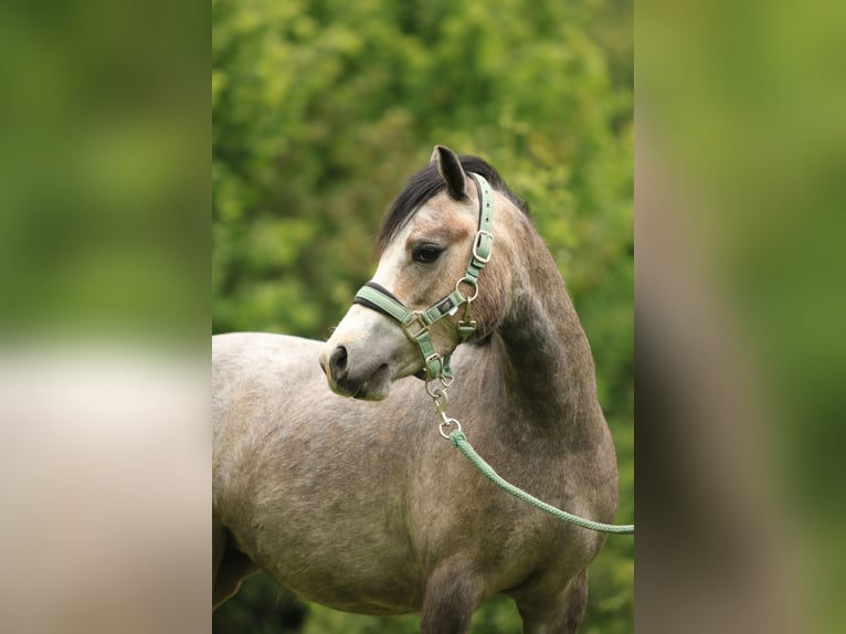 Welsh A (Mountain Pony) Mare 3 years 11,2 hh Gray in Ruinerwold