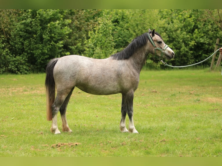 Welsh A (Mountain Pony) Mare 3 years 11,2 hh Gray in Ruinerwold