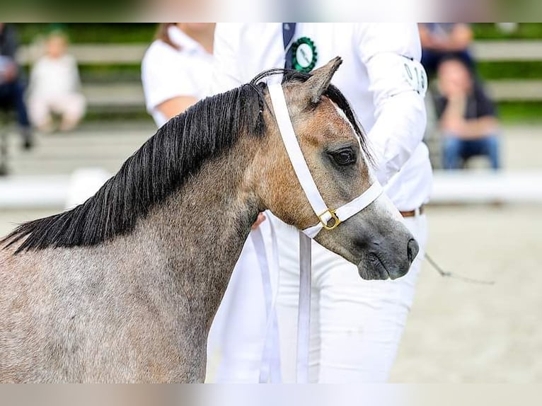 Welsh A (Mountain Pony) Mare 3 years 11,2 hh Gray in Ruinerwold