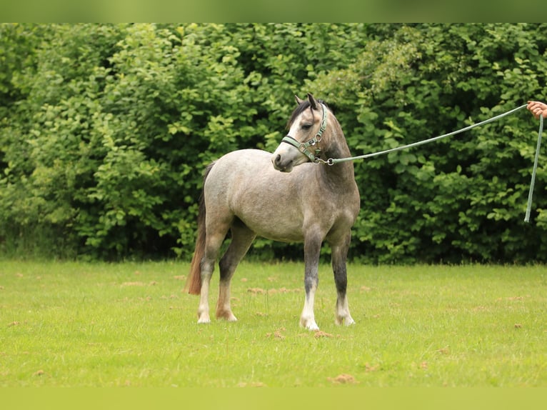 Welsh A (Mountain Pony) Mare 3 years 11,2 hh Gray in Ruinerwold