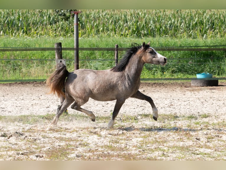 Welsh A (Mountain Pony) Mare 3 years 11,2 hh Gray in Ruinerwold