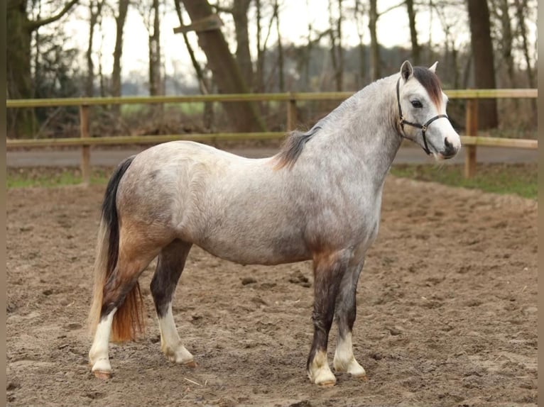 Welsh A (Mountain Pony) Mare 3 years 11,2 hh Grey in Aalten