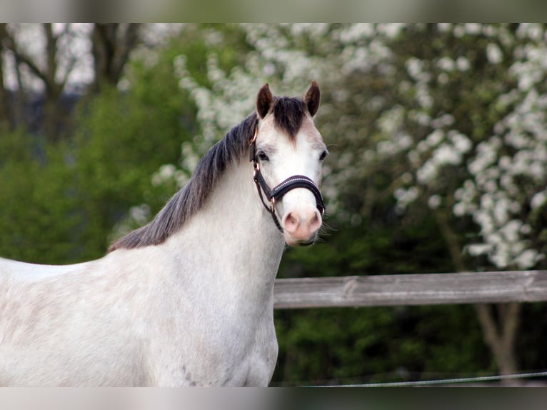 Welsh A (Mountain Pony) Mare 3 years 11,2 hh Grey-Red-Tan in Hengelo (Gld)