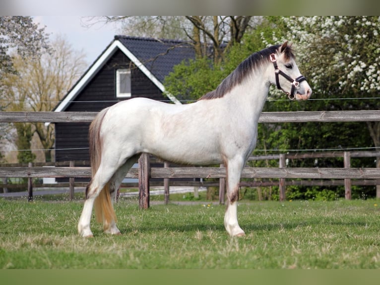 Welsh A (Mountain Pony) Mare 3 years 11,2 hh Grey-Red-Tan in Hengelo (Gld)