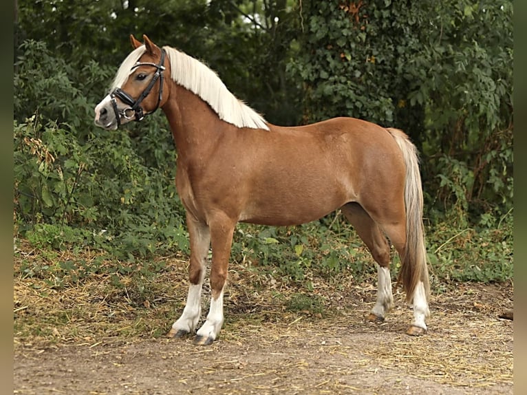 Welsh A (Mountain Pony) Mare 3 years 11,3 hh Chestnut-Red in Aalten