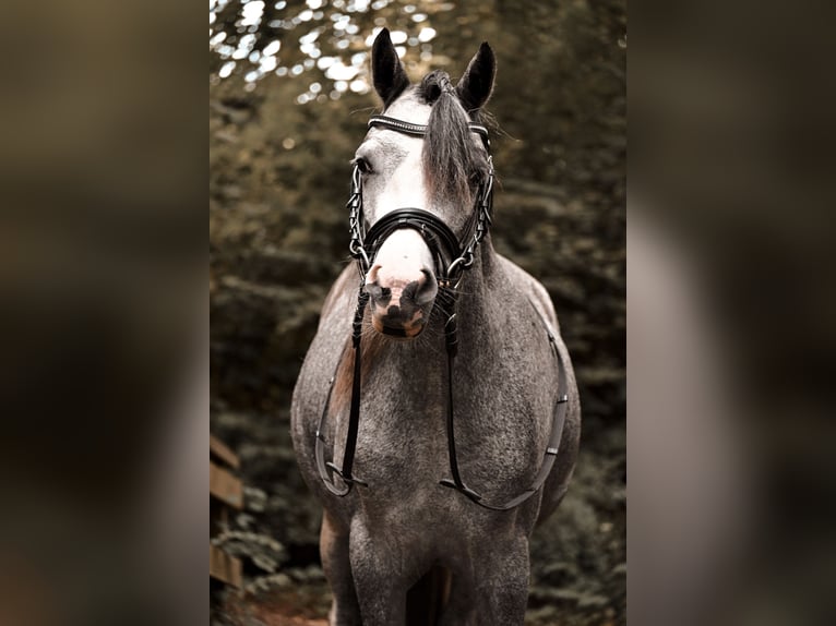 Welsh A (Mountain Pony) Mare 3 years 11,3 hh Grey-Blue-Tan in Stadskanaal