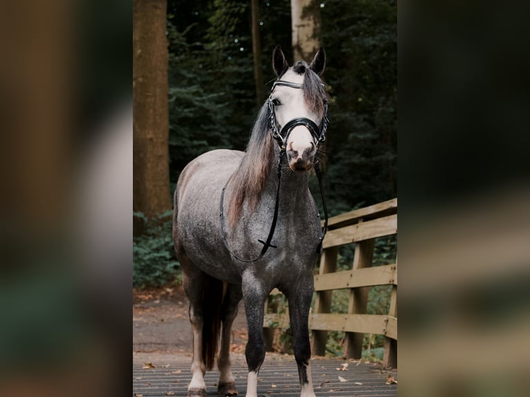 Welsh A (Mountain Pony) Mare 3 years 11,3 hh Grey-Blue-Tan in Stadskanaal