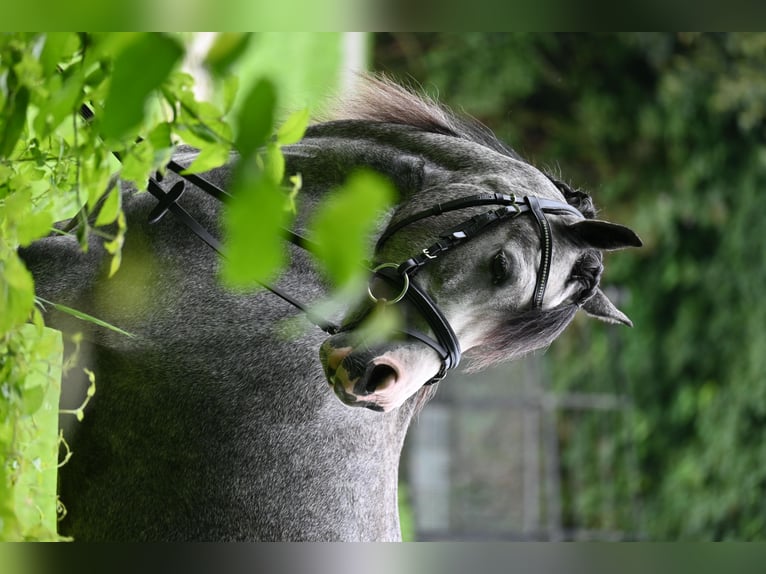 Welsh A (Mountain Pony) Mare 3 years 11,3 hh Grey-Blue-Tan in Stadskanaal