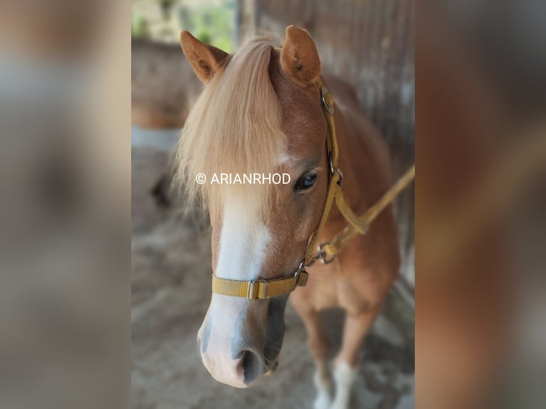 Welsh A (Mountain Pony) Mare 3 years 12 hh Chestnut-Red in Niederalben