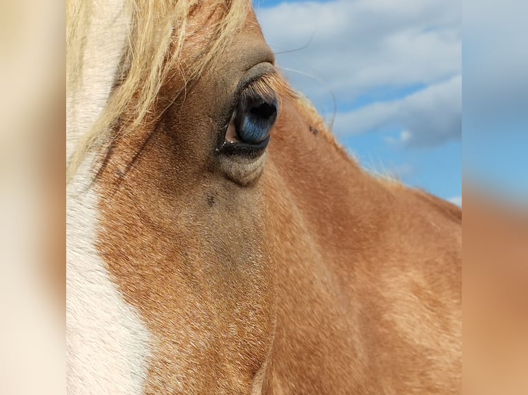 Welsh A (Mountain Pony) Mare 3 years 12 hh Chestnut-Red in Niederalben
