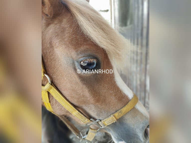 Welsh A (Mountain Pony) Mare 3 years 12 hh Chestnut-Red in Niederalben