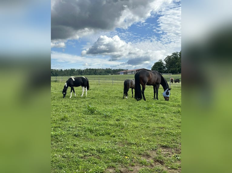 Welsh A (Mountain Pony) Mix Mare 3 years 12 hh Pinto in Bonfol