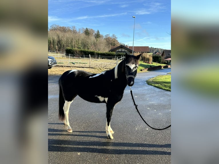 Welsh A (Mountain Pony) Mix Mare 3 years 12 hh Pinto in Bonfol
