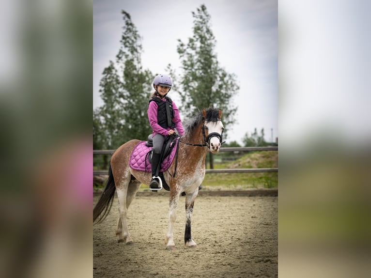 Welsh A (Mountain Pony) Mare 3 years 12 hh Sabino in Sliedrecht