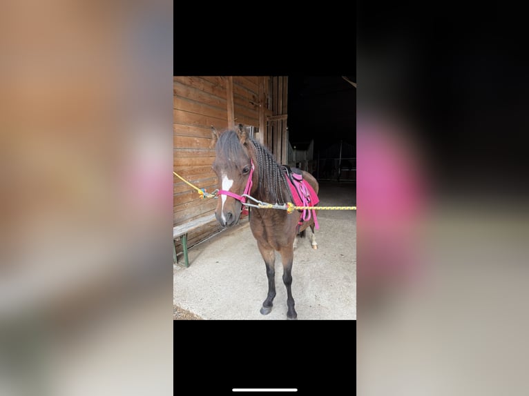 Welsh A (Mountain Pony) Mare 4 years 10.2 hh Brown in Reith bei Seefeld