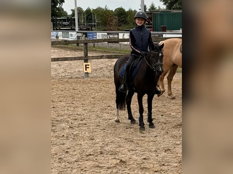 Welsh A (Mountain Pony) Mare 4 years 11.1 hh Black in Oosterwolde Gld