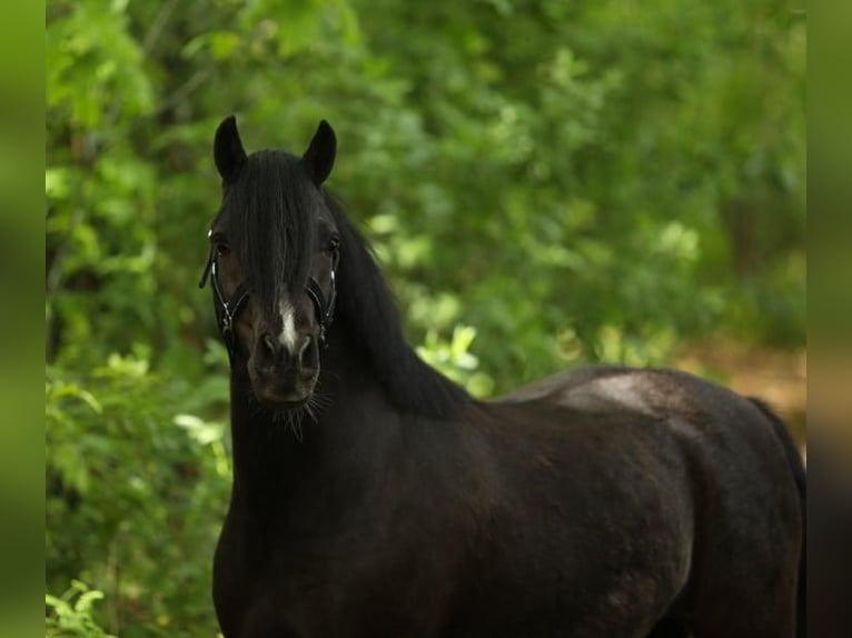 Welsh A (Mountain Pony) Mare 4 years 11.1 hh Black in Oosterwolde Gld