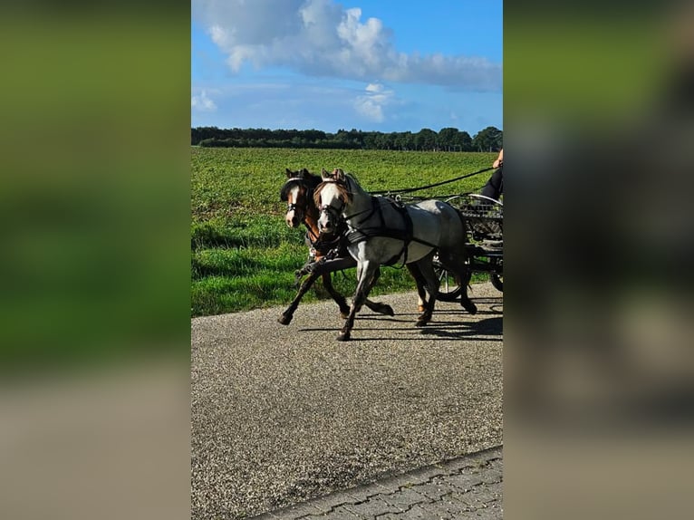 Welsh A (Mountain Pony) Mare 4 years 11.1 hh Grey in Eexterveenschekanaal