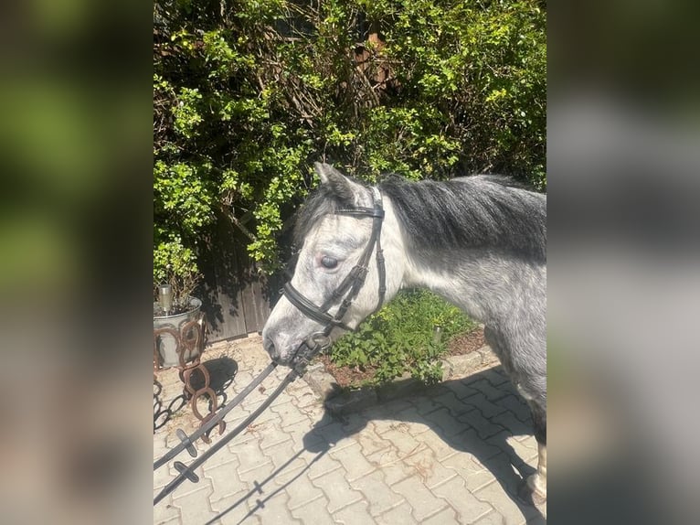 Welsh A (Mountain Pony) Mare 4 years 11.2 hh Grey in Loiching
