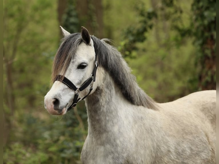Welsh A (Mountain Pony) Mare 4 years 11.2 hh Grey in Aalten