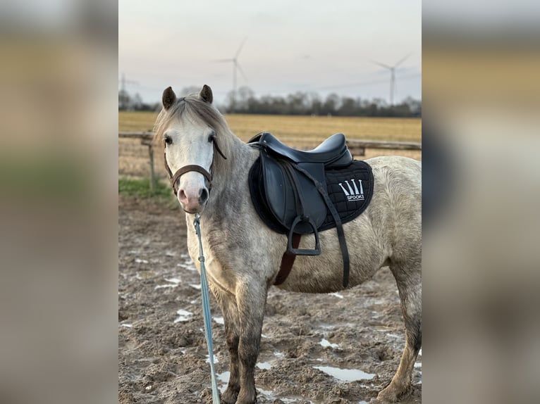 Welsh A (Mountain Pony) Mare 4 years 11.3 hh Grey-Dapple in Kerken