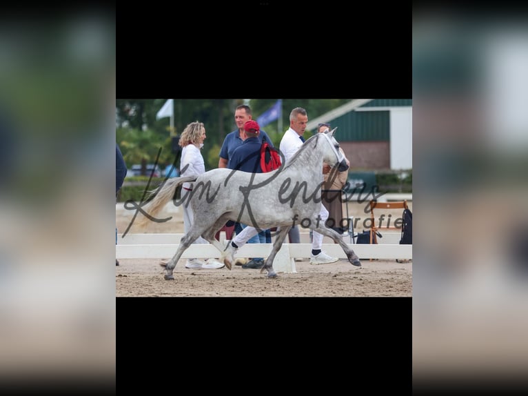 Welsh A (Mountain Pony) Mare 4 years 11.3 hh Grey-Dapple in Kerken