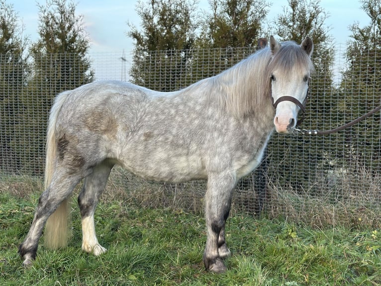 Welsh A (Mountain Pony) Mare 4 years 11.3 hh Grey-Dapple in Kerken