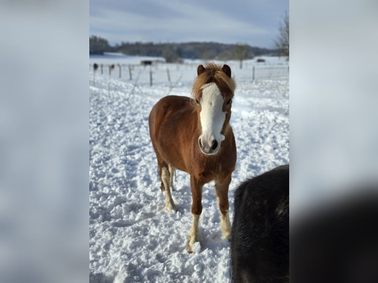 Welsh A (Mountain Pony) Mare 4 years 11,1 hh Black in Hungen