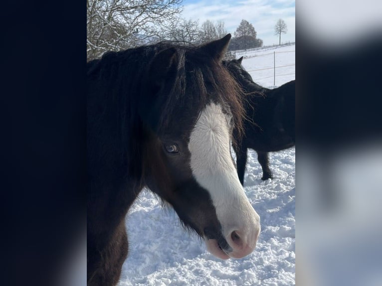 Welsh A (Mountain Pony) Mare 4 years 11,1 hh Black in Hungen