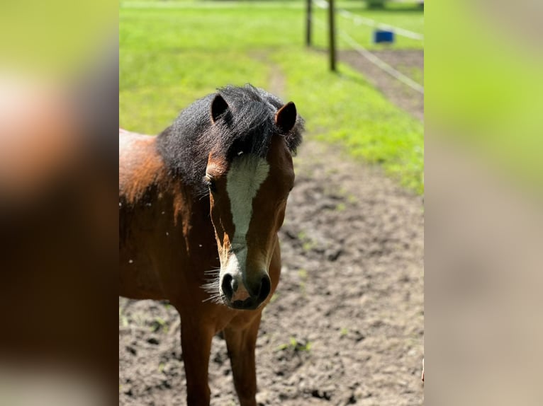 Welsh A (Mountain Pony) Mare 4 years 11,1 hh Brown in Voltlage