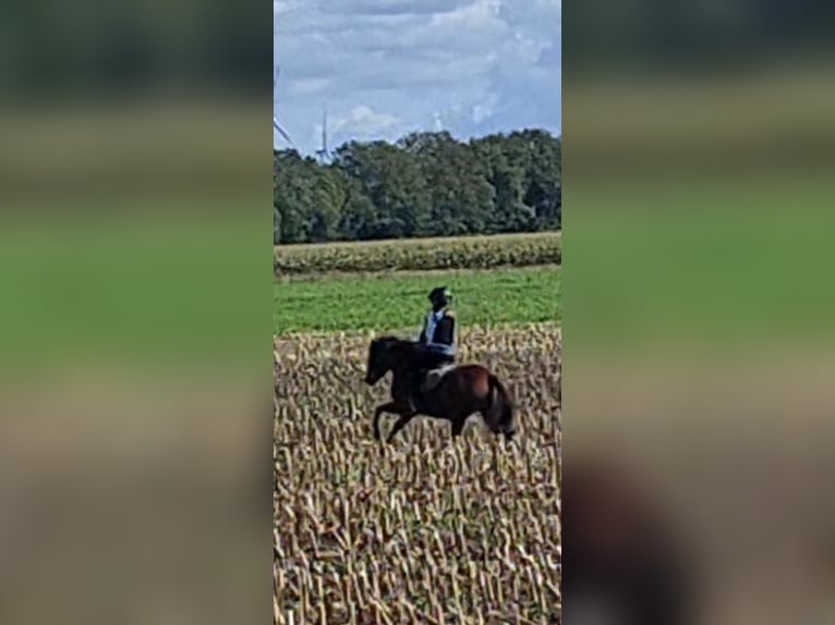 Welsh A (Mountain Pony) Mare 4 years 11,1 hh Brown in Voltlage