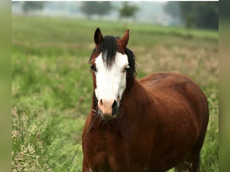 Welsh A (Mountain Pony) Mare 4 years 11,1 hh Brown in Aalten