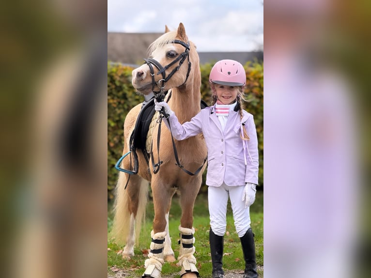 Welsh A (Mountain Pony) Mare 4 years 11,1 hh Palomino in Wachtum